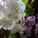 Фотография "Мои красавицы орхидеи."