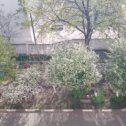 Фотография "Вид с моего балкона

Черемуха цветет и вишня зацвела."
