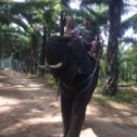 Фотография "Покатушки на слоне в Таиланде "