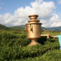 Фотография "Сочи, чайная плантация"