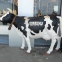 Фотография "https://www.instagram.com/p/BlsNsQSBXN8/?igref=okru
В Испании коровы не мычат а говорят Але-хоп))"