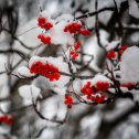 Фотография "Рябиновые грозди  на снегу . "