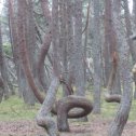 Фотография "Танцующий лес на Куршской косе"