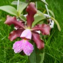 Фотография "Cattleya schilleriana"