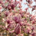 Фотография "https://www.instagram.com/p/Bg8pBz-jtoc/?igref=okru
Magnolias are in full bloom 😍😍 #china #beijing #北京 #中国  #cool #swag  #days #blossom #colors #life #amazing  #holidays  #instadaily #love #chillin #instamood #view #dope #blossoms  #inspiration  #beijinglife  #sky #me #spring #2018 #holiday #timeoutbeijing #instabeijing #beijinglife #magnolia"