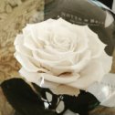 Фотография "https://www.instagram.com/p/BgPrPpvnIxk/?igref=okru
🌹Белоснежная роскошь от Notta&Belle✨ Воздушная красота белой розы покоряет с первого взгляда!💕
.
#FeelLoveEveryMinute💞 .
#nottabellekms #roseinflask #розавколбекупитьвкомсомольске #красота #подароклюбимым #комсомольск #амурск #солнечный"