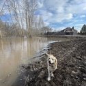 Фотография "Потопления по Самарской области, реки переполнены. Все загородные поселения заполняются водой."