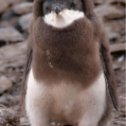 Фотография "Пингвиненок.."