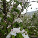 Фотография "Яблоня цветет"