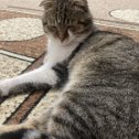 Фотография "‼️‼️пропал кот,его зовут Василий, может кто-то видел, огромная просьба, напишите ! Живет в нижней части города."