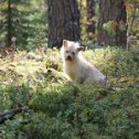 Фотография "Друзья, помогите найти кота на картинке. Ответ пишите в комментариях. Игра Найди кота - http://www.odnoklassniki.ru/game/findcat"