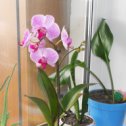 Фотография "орхидея!!!!"