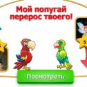 Фотография "(((((((Лизочка, мой попугая перерос твоего. Попробуй догони! http://www.ok.ru/game/1142001664"