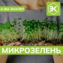 Фотография "Полезно ли покупать микрозелень? 

Микрозелень содержит высокую концентрацию витаминов, минералов и антиоксидантов, часто в большем количестве, чем в их более зрелых аналогах.

В микрозелени содержатся витамины A, C, E, K и группы B, которые играют ключевую роль в поддержании иммунитета, здоровья кожи и зрения.

Благодаря высокому содержанию антиоксидантов и противовоспалительных компонентов, микрозелень может способствовать укреплению иммунной системы.

 Бонус: микрозелень легко добавить в различные блюда — салаты, смузи, бутерброды и гарниры, что делает её удобным способом улучшить питательную ценность вашего меню."