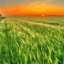 Фотография "Крым, Керченский полуостров, Осовинская степь, пшеничное поле. 10.05.2024 года. Закат."