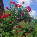 Фотография "розы радуют"