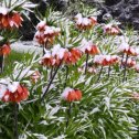 Фотография "Подмосковье..)7.05.2024г=выпал снег..Цветы в снегу"
