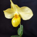 Фотография "Paph.Franz Glanz (armeniacum*emersonii)"