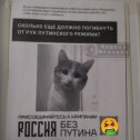 Фотография "КОШКА  БРОСИЛА  КОТЯТ  ЭТО  ПУТИН  ВИНОВАТ
"