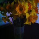 Фотография "Мой букетик любимых цветов от любимого. Расцвели вовремя ...."