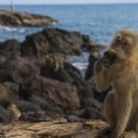 Фотография "Это не первые обезьяны которых я встречал. Последнюю видел, может лет 10 назад. Не помню где, но знаю точно, что где-то видел. Но то была ручная, маленькая зверушка с которой можно было спокойно сфотографироваться, и она была на поводке, который контролировал хозяин человеческого рода.

То, что мы увидели на острове колан, пляже Наул (или как в простонародье - Monkey beach) было удивительно.

Группа обезьян живёт обособлено от человека, но хорошо его знает. Макаки спускаются ближе к пляжу, но не наглеют. Привлекают к себе внимание туристов, пока сами лакомятся рачками на которых охотятся среди скал. Между делом выпрашивают у туристов лакомства, но всем своим видом дают понять «палец в рот не клади». Сильные лапы, острые клыки, ловкие, проворные. Если не получится милым взглядом, то натиском и хитростью постараются отбрать всё, что зазевавшийся турист принёс с собой. И это может быть не только еда, но и дорогая аппаратура и сумки с ценными вещами.

Так что похожи они на нас не только внешне, но и повадками...."