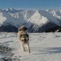 Фотография от svaneti da svani♥