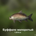 Фотография "https://ok.ru/game/trophyfishing2?44853 Буффало малоротый, Чукучановые, 1.814kg, Волга, Заброшенный пруд, TF-3i, Раковая шейка.  #Буффало малоротый #Чукучановые #Волга #Заброшенный пруд #Раковая шейка #trophy #fishing #fish #трофейная #рыбалка #рыба"