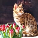 Фотография от Bengal Kitten Zu verkaufen