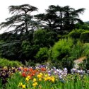 Фотография "Никитский ботанический сад.  12. 05. 2024 г."