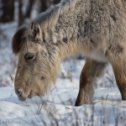 Фотография "Якутские лохматые лошади не требуют особого ухода - зимой они прекрасно добывают корм из под снега ."