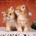 Фотография "Good morning  my dear friend catlover!🍒🍒🍒#kissa #kissan #kissanpentty 😊www.goldenneko.com 😊😊🐾🐈☘😍😍😍#goldennekocattery 
Мечтаете о пушистом питомце ?🐾🐈🐾@goldenneko
Спешим вас обрадовать 😃у нас  есть золотые британские котята 🐾🐈🐾ny12 and ny25 
Наши милые  #британцы  выбирают родителей ❤
Доставка из рук в руки по всему миру.💖💖💖 Dreaming about a golden chinchilla boy  or girl ?
We hurry to please you 😃
Our cute #goldencat ❤
Worldwide shipping from hand to hand ✈✈✈
#купитькотенка #ищукотенка  #купитьБританца #купитьзолотогобританца #кошки #милыекотики #золото#ny25 #ny12  #goldenchinchilla #kittenforsale #kitten #bestcat #goldbritishcats #bri #goldenneko #gold_british_cats #kittenforsale_instagram #goldennekocattery #wonderfulcats #meow_beautiful #goodmorning #Worldwide _shipping #avia_delivery"