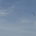 Фотография "Летят перелетные птицы...
"