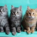 Фотография "Сибирские традиционные котики, возраст 3 мес- свободны для продажи..."