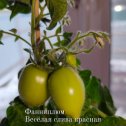 Фотография от Амина томаты 🍅