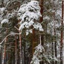 Фотография "С наступающим всех кого знаю Нового года 🎄"