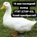 Фотография от Разгуляевская инкубаторная станция