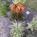 Фотография "Fritillaria imperalis  "Argenteovariegata""