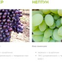 Фотография от Radiant Berry