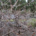 Фотография "Всем деревьям вдоль дорожки подарил апрель сережки. Красота -не передать! Но тепла устали ждать)))"
