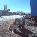 Фотография "Это Best. Огромный пёс - добряк. 30 раз был на вершине Эльбруса. Хотя наверное уже 31 раз🤗 Посмотрите на этого красавца! 
@best_elbrus 
#best
#elbrus #garabashi #malamute"