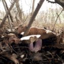 Фотография "Сегодняшняя прогулка за грибами по хутору Скелянский ,не прошла даром!"