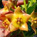 Фотография "Hoya cv. Ruthie
Размер 2.5"
Цена 1 600 руб.

Mericlone
Fragrance: No
Flower Diameter: 4.5 cm
"