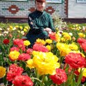 Фотография "Тюльпаны - моя любовь)))"