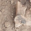 Фотография "Алтарный керамический протом в виде головы барана от огузского алтаря 10- начала 11 веков. Городище Кескен-Куюк кала."