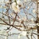 Фотография "в Крыму деревья на столько суровые что не ждут весну"