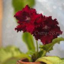 Фотография "МК Лакшми. Очень крупные, бархатные цветы глубокого красного цвета."