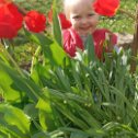 Фотография "Розочка среди тюльпанов"
