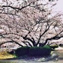 Фотография "Весна в Японии апрель 2024 год. Цветение сакуры для японцев – это метафора жизни. Жизнь человека настолько же быстротечна, мимолетна и прекрасна, как природа  Еще один смысл, которым японцы наделяют цветущую сакуру – это начало новой жизни, возрождение, начало начал."