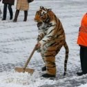 Фотография "приучайте  тигра  работать"