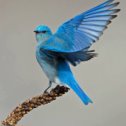 Фотография "Male Mountain Bluebird ... Горная лазурная птица - сиалия"